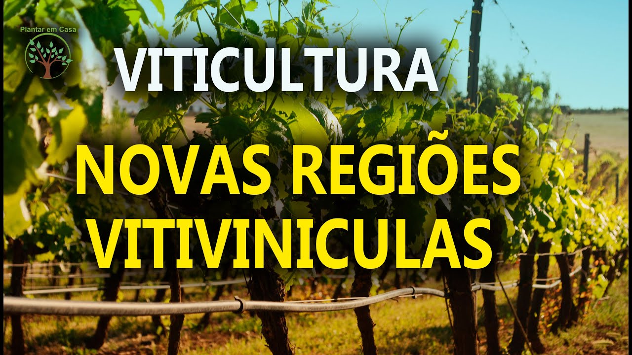 Vitivinicultura no Polo do Circuito das Frutas em Mesa Redonda na Enoconex&atilde;o em Jundia&iacute;