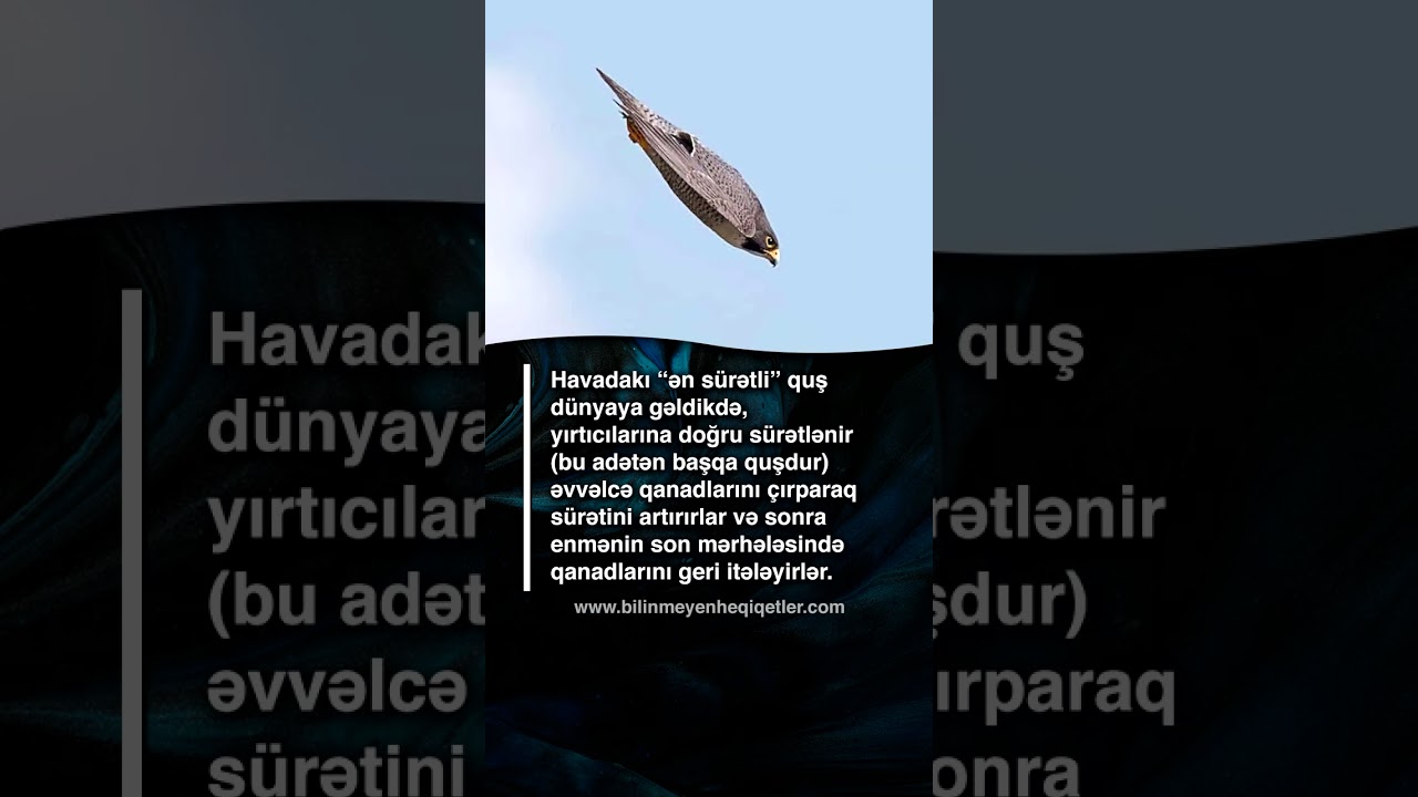 Ən s&uuml;rətli u&ccedil;an quşlar - saatda 320 km