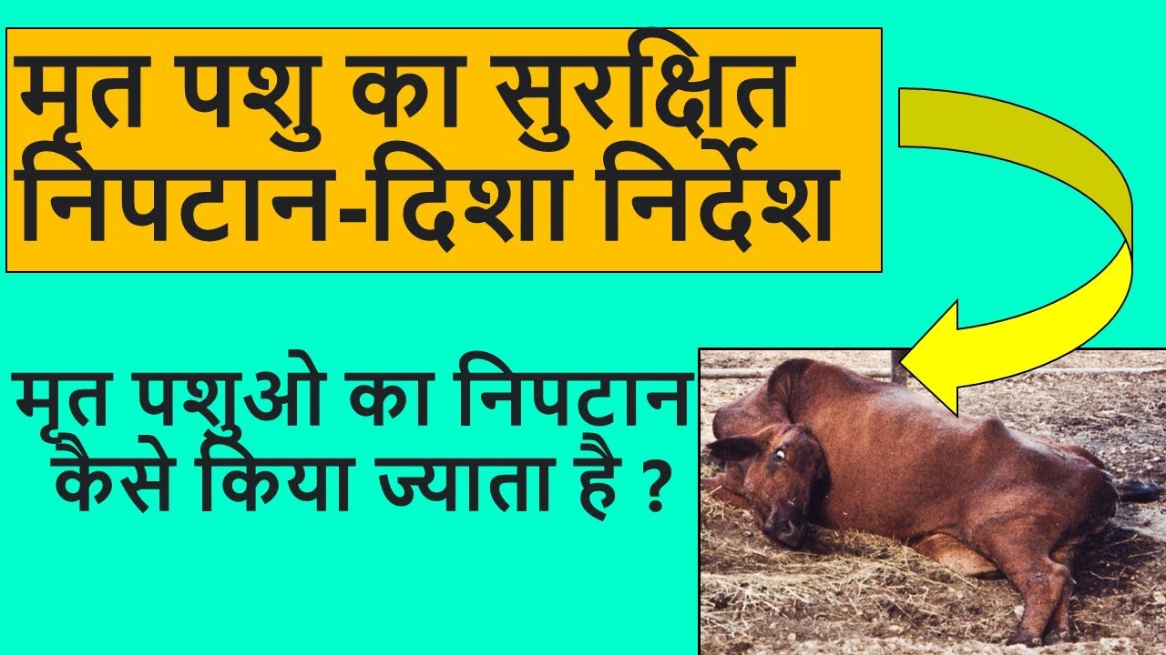 Proper Disposal Of Deceased Animals। मृत पशु का सुरक्षित निपटान - दिशा निर्देश। Burial Method।