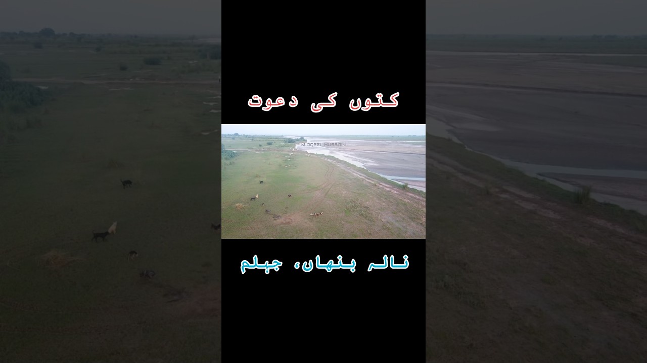 نالہ بنھاں میں کتوں کی دعوت #dog #treat #nala #banha #jhelum #tour #travel #bike #fyp