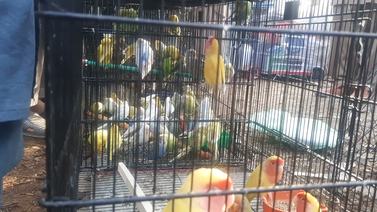 mela batkhela bazar