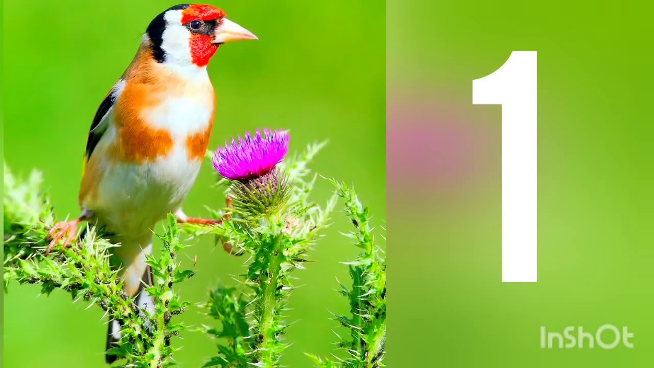 أروع و احسن 10 بتبتات الحسون لا تندم على مشاهدتها