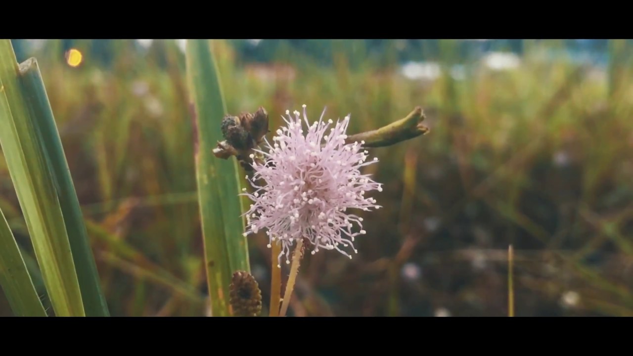 La Fuerza De La Naturaleza - 1° Festival de Cortometrajes con Temática Ambiental 2017