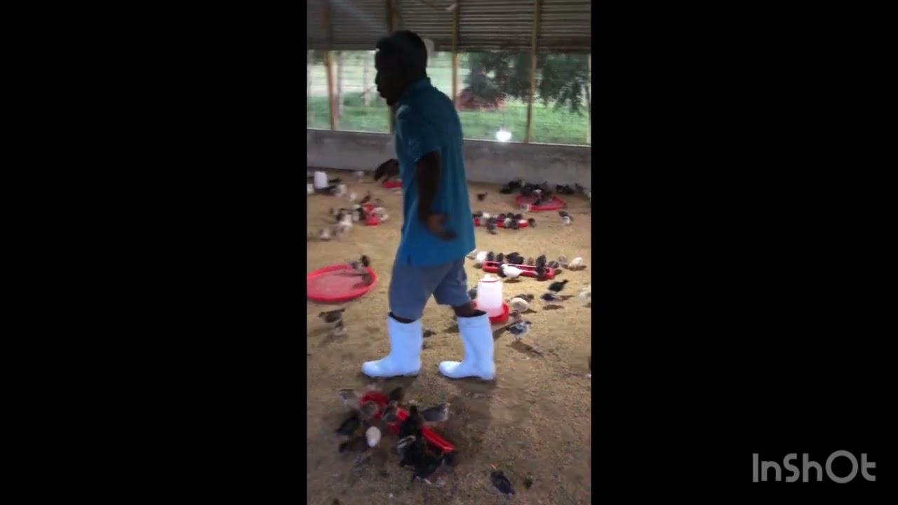 FAIDA ZA KUANZIA SOKONI Episode 3   #banda #farmlife #fuga #chicken #farm #comedy #diy  #farming #