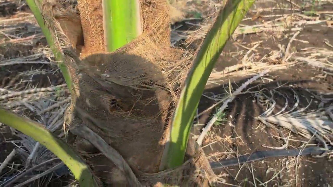 coconut2026'14'02grandpaland 