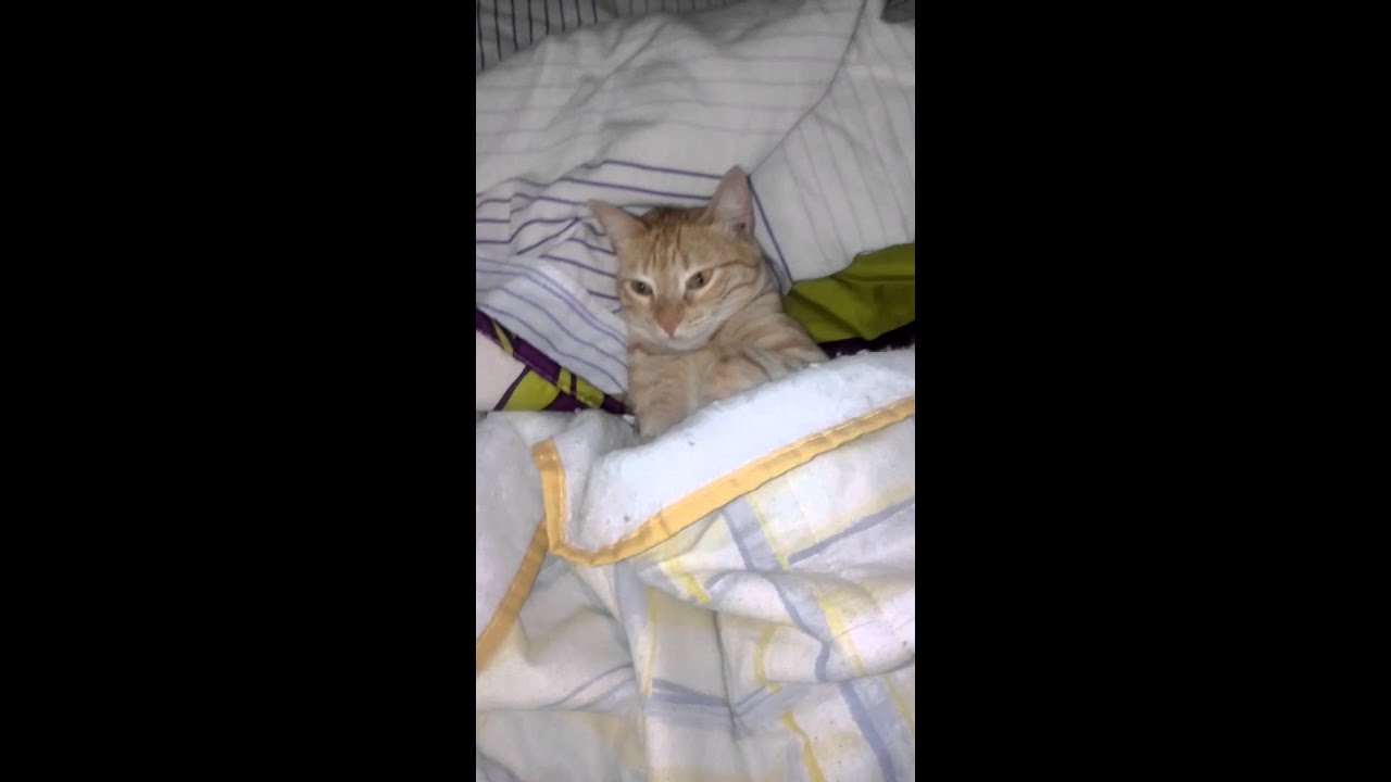 Gato tapado porque tiene frío