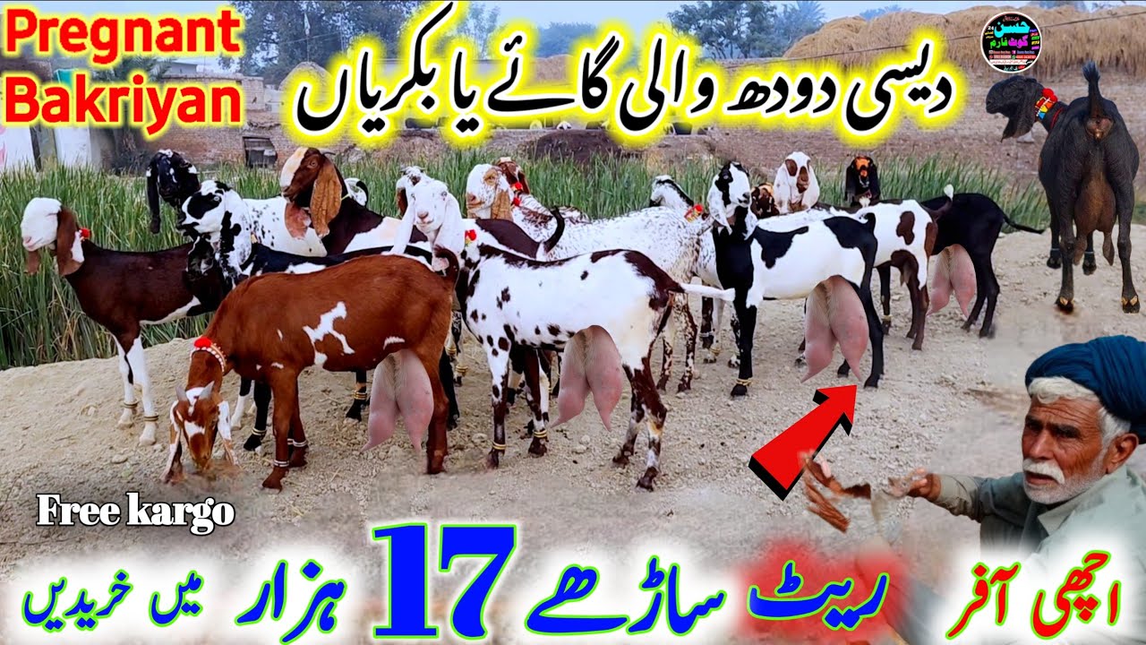 12 February 2026 تین لیٹر دودھ والی بکریاں Desi beetle Bakriyan rate munasib Free Transport Pakistan