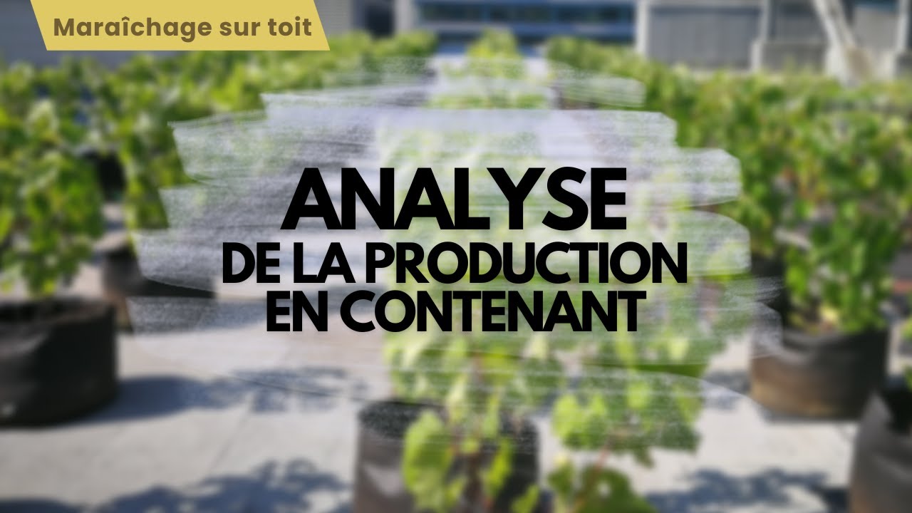 Analyse de la production maraîchère en contenant sur un toit