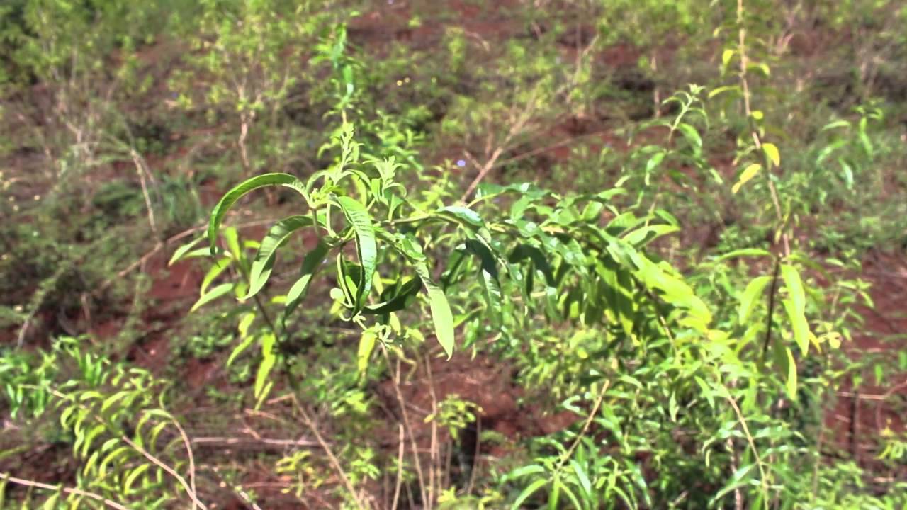 HERBOLISTERIA: EL CEDRON DE PALO, CULTIVO, CUIDADOS Y UTILIDAD