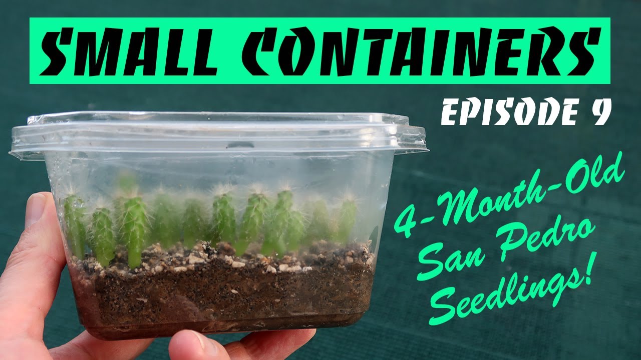 Growing San Pedro Cactus in Small Containers Episode 9