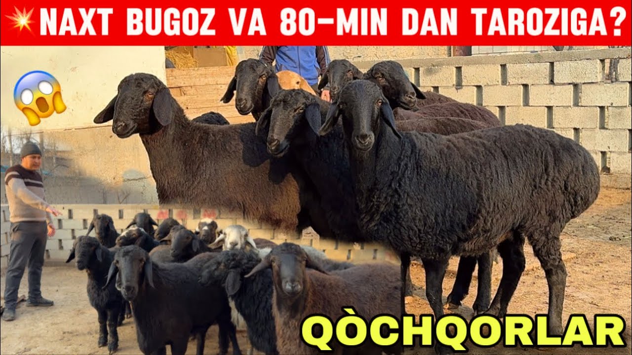 😱 NAQT BUG‘OZ SOVLIQ VA QO‘CHQORLAR — 80 MINGDAN TAROZIGA!