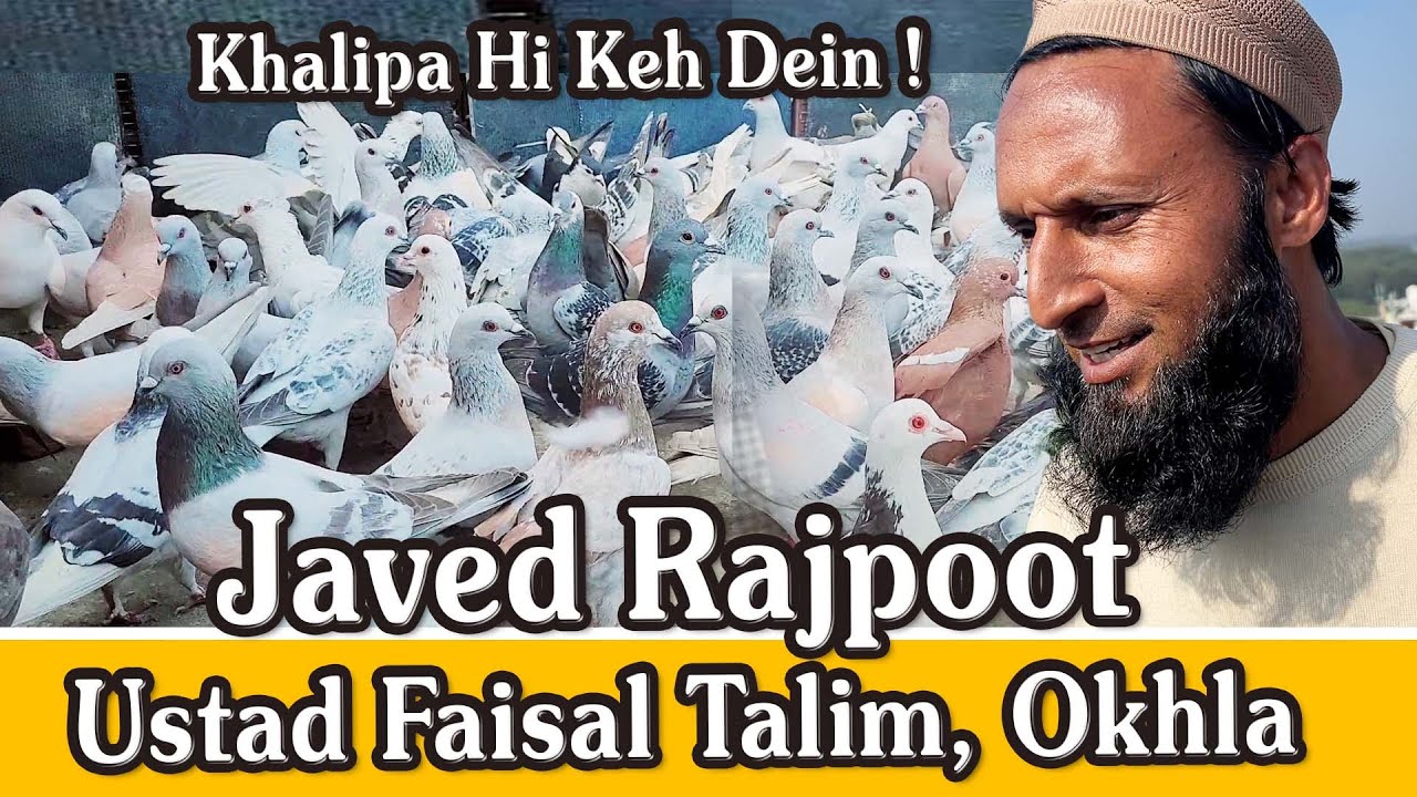Khalifa Javed Rajpoot K 200 Hyderabadi Kabutar ka Shok