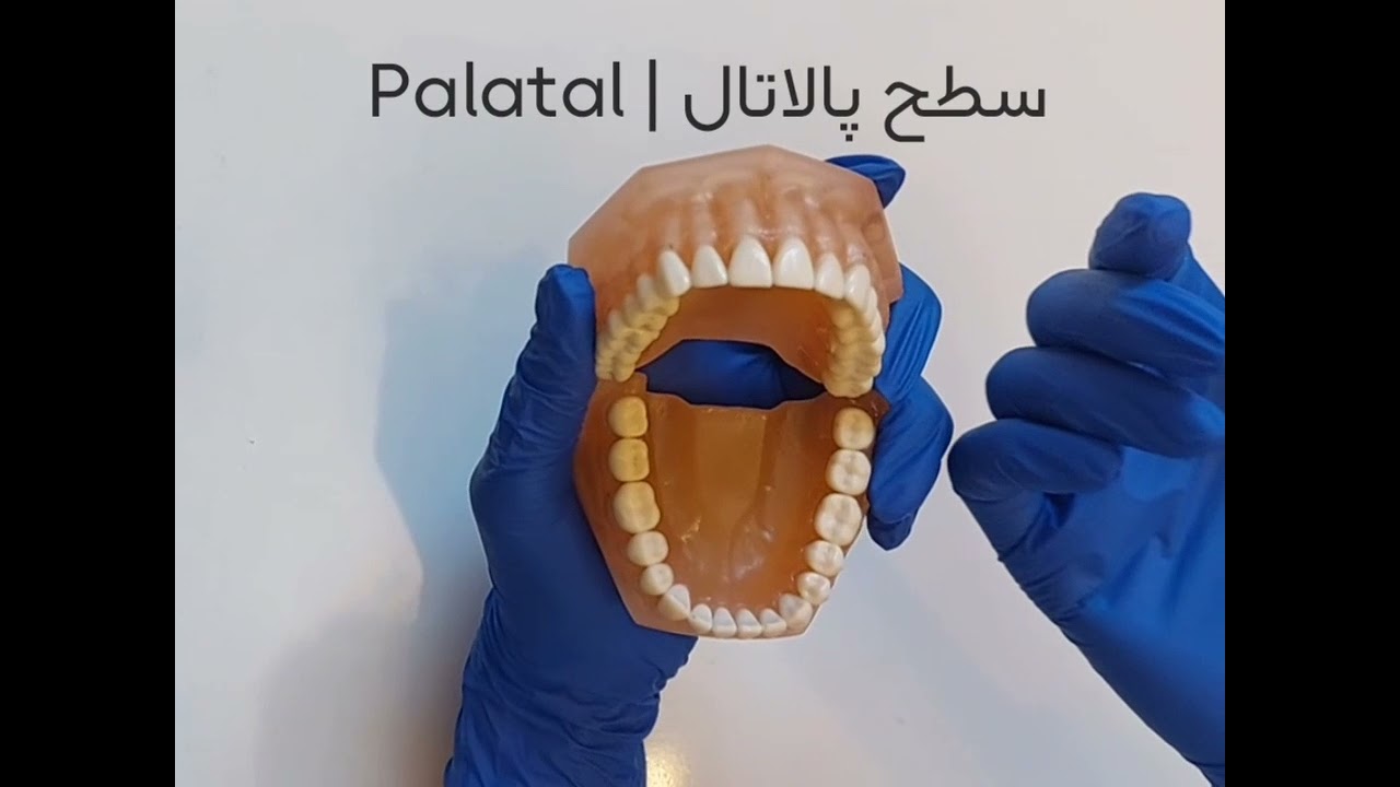 آموزش جهت دندانی برای دستیار دندانپزشک