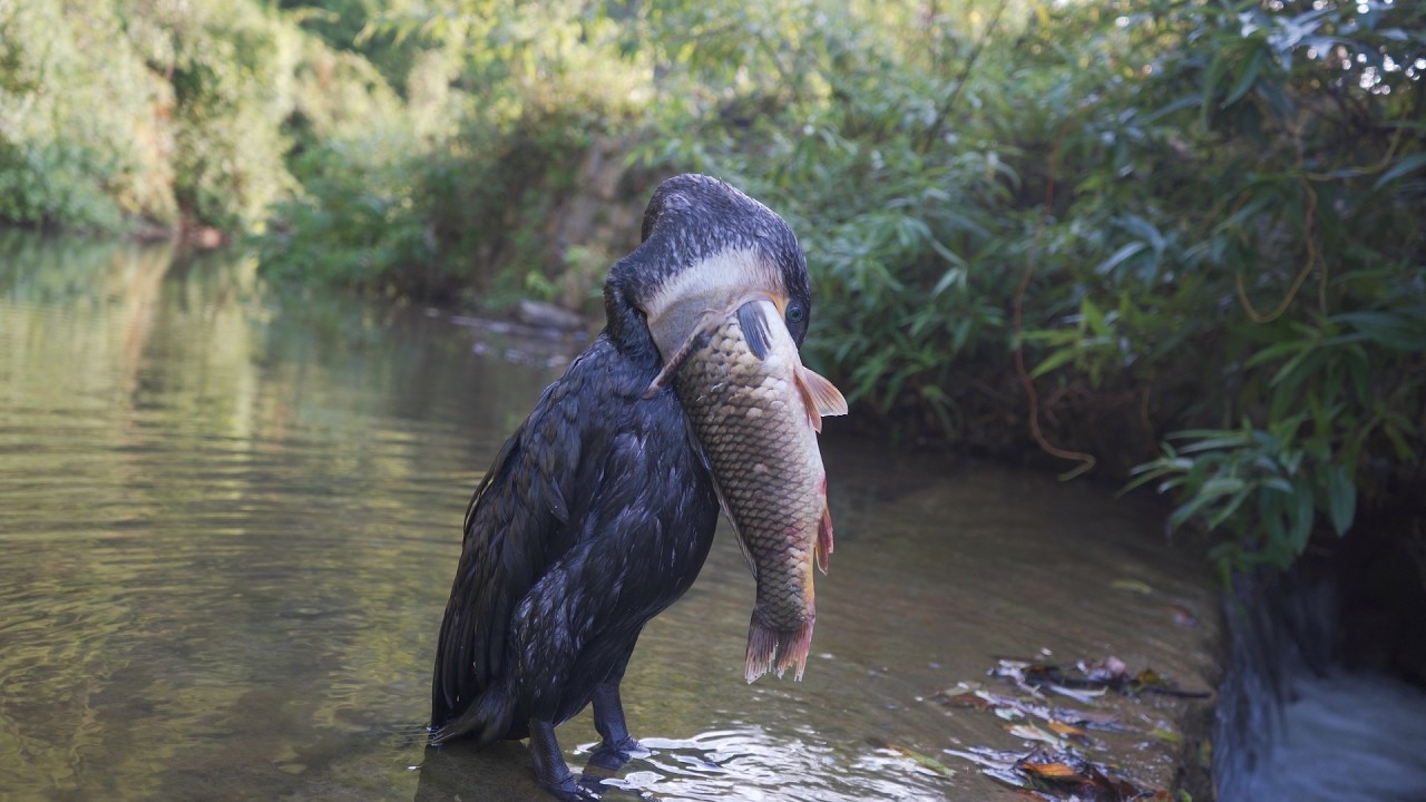 Unbelievable! Bird Catches and Eats a Huge Fish!