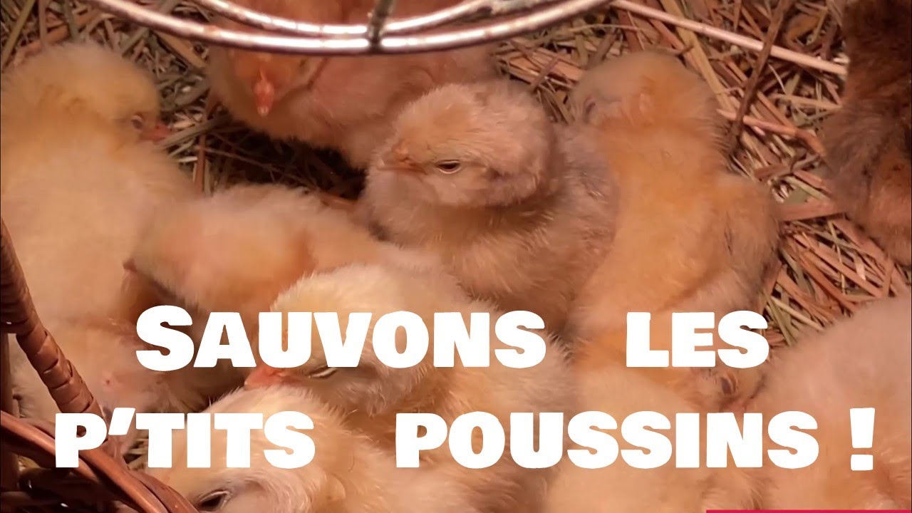 Doit-on aider les poussins à éclore ?