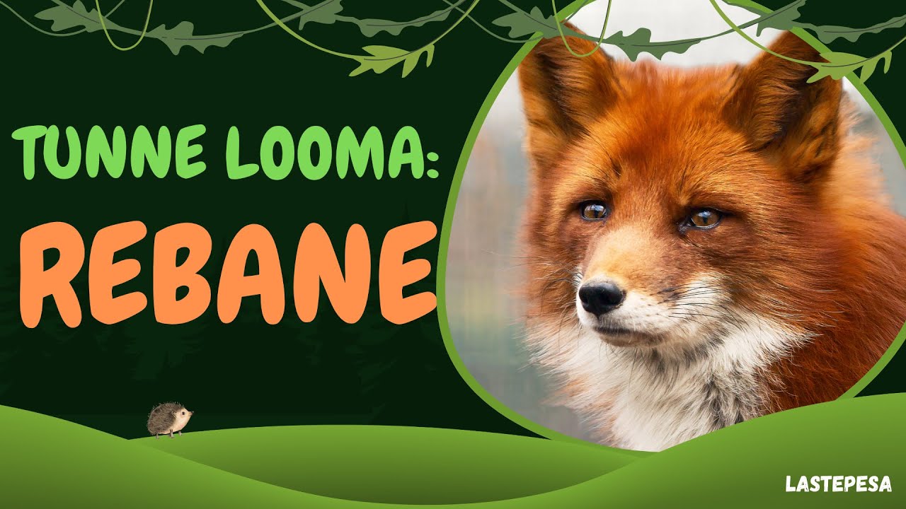 Tunne looma: REBANE