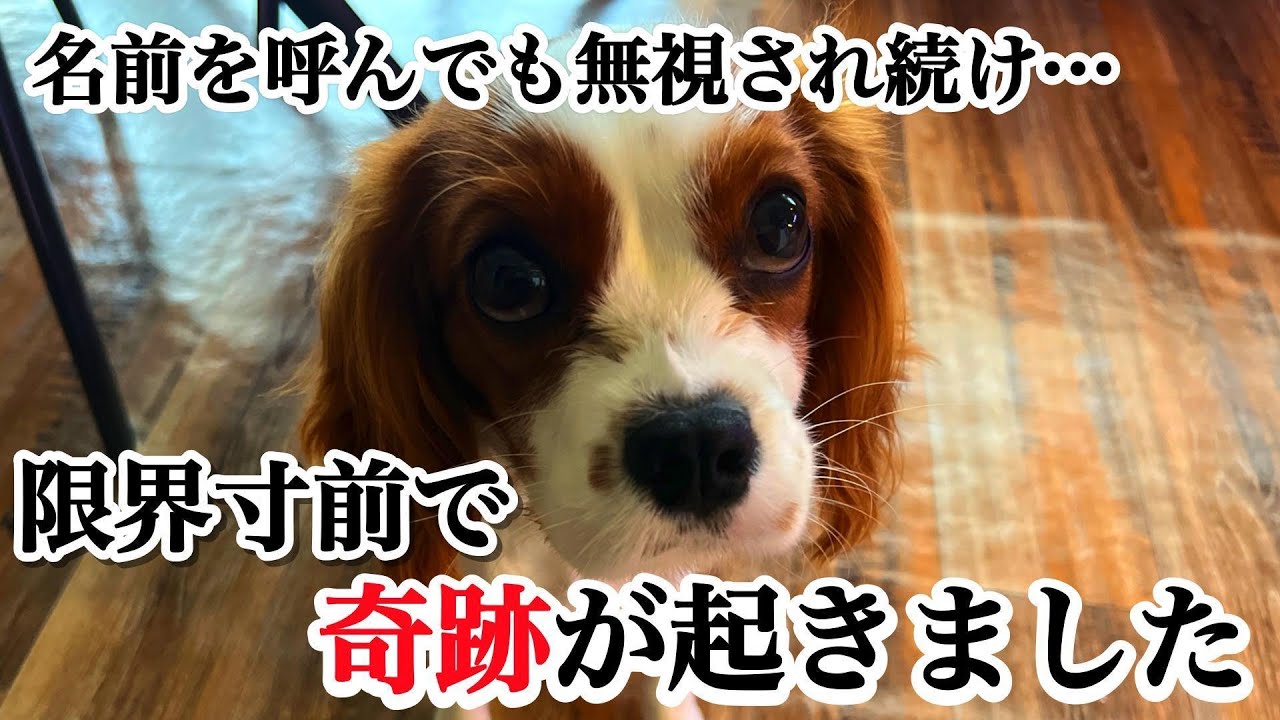 名前を呼んでも無視する愛犬。限界寸前で奇跡が起きました・・・