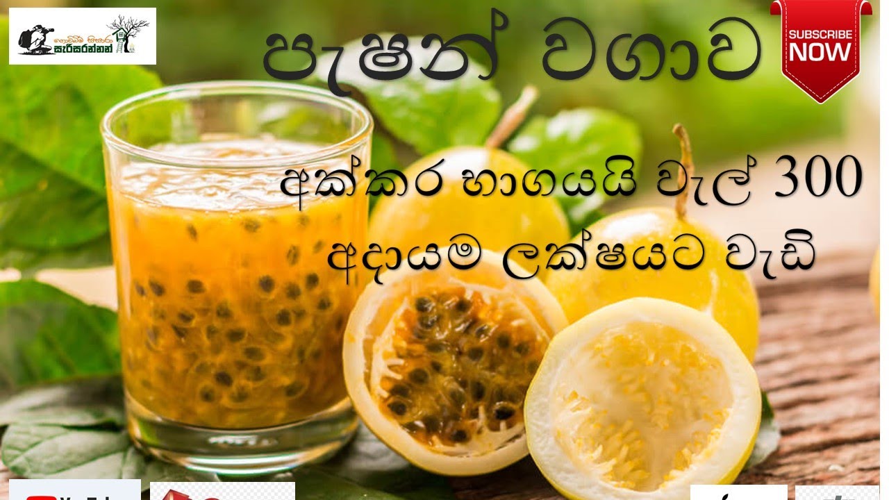 #පැෂන්වගාකරමු#passionfrutsඅක්කරභාගයයිවැල්300කලක්ෂගානකලාභයක් #AgriTv#agriculturefarming