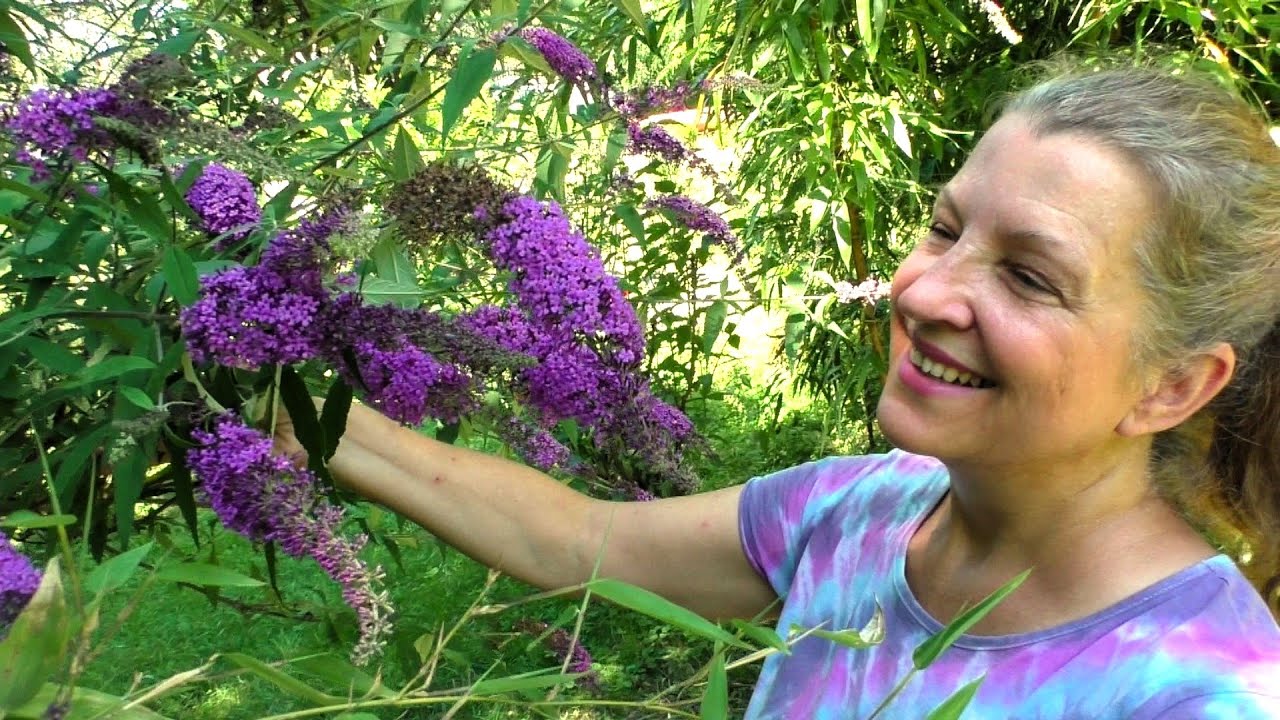 MOTÝLÍ KEŘ - Komule Davidova (letní šeřík) a PŘEHLÍDKA MOTÝLŮ!