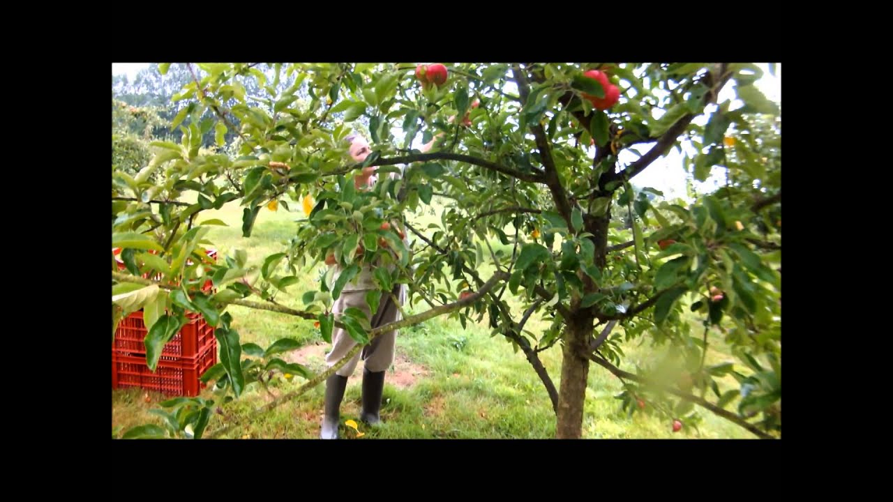 Early apple varieties to grow and avoid