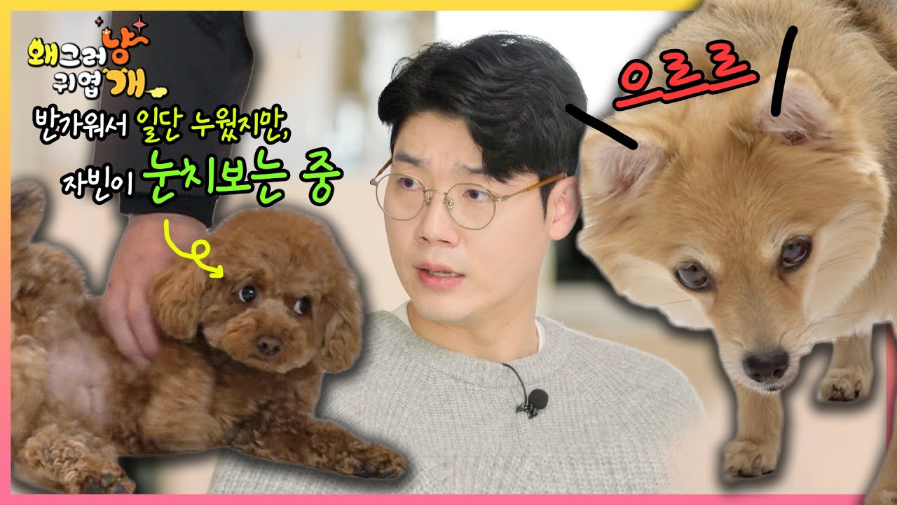임시보호 중인 자빈이와 이 집 반려견 몽실이는 가족이 될 수 있을까요?(눈치보는 몽실😢)