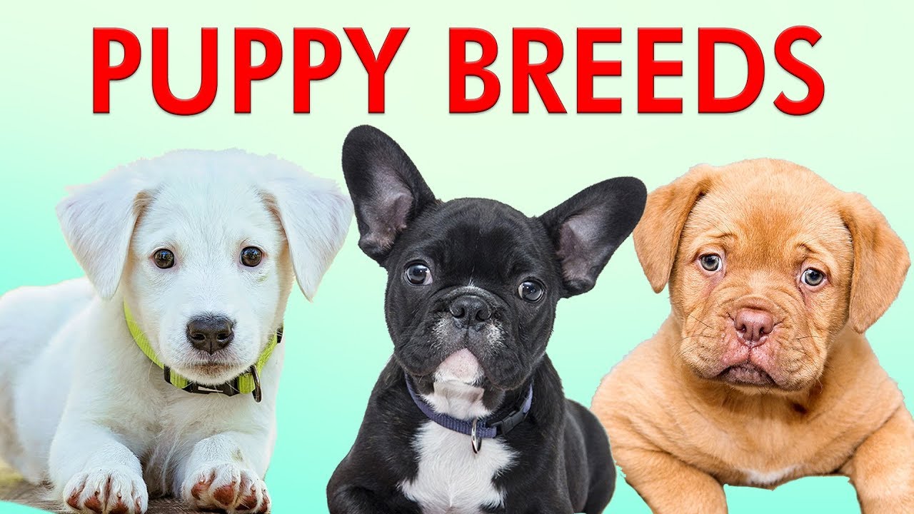 PUPPY BREEDS 101 - Learn Different Breeds of Puppies | Breeds of Dogs