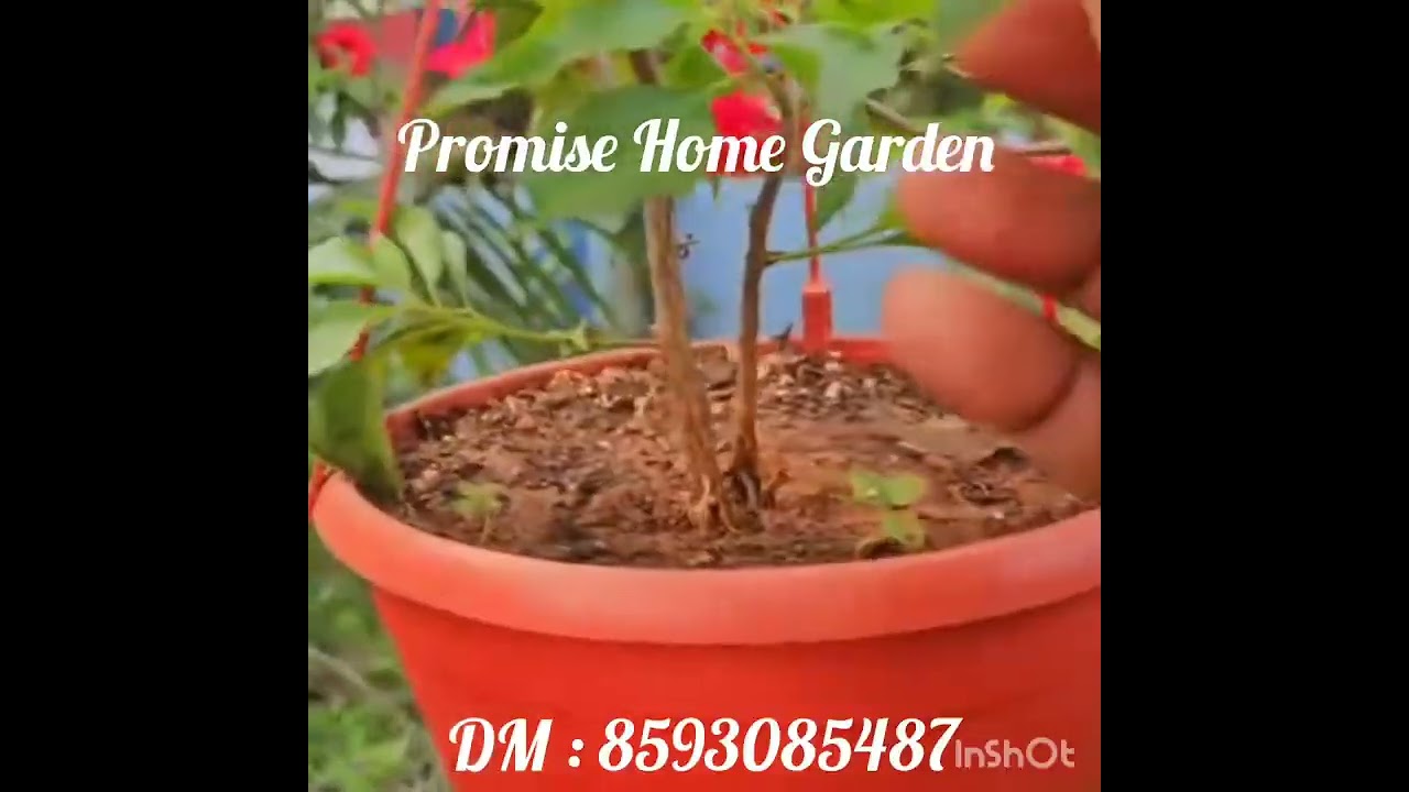 ഹാങ്ങിങ് ബോഗൻവില്ല plants.        (Effective Techniques and Tips )