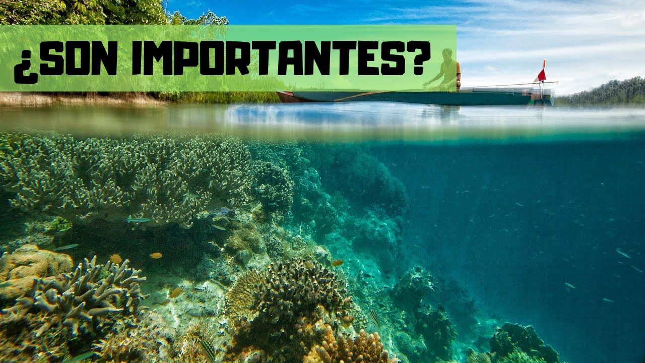 Los arrecifes de CORAL estan en peligro