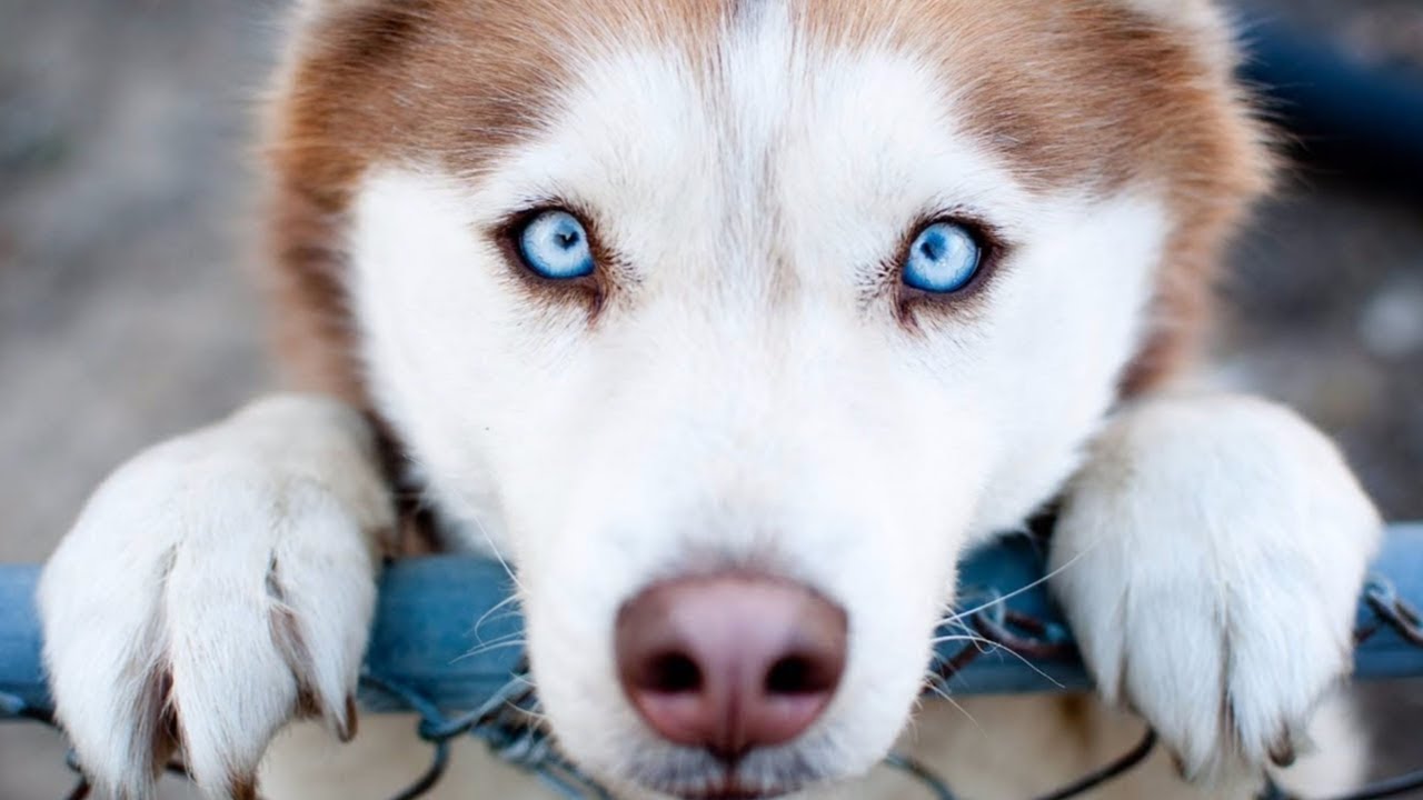 Orações Mágickas - Oração Para Nossos Animais Que Partiram