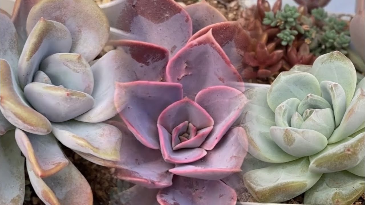 Hanife Hanımın Kargosu💥✅#sukulentsatışı