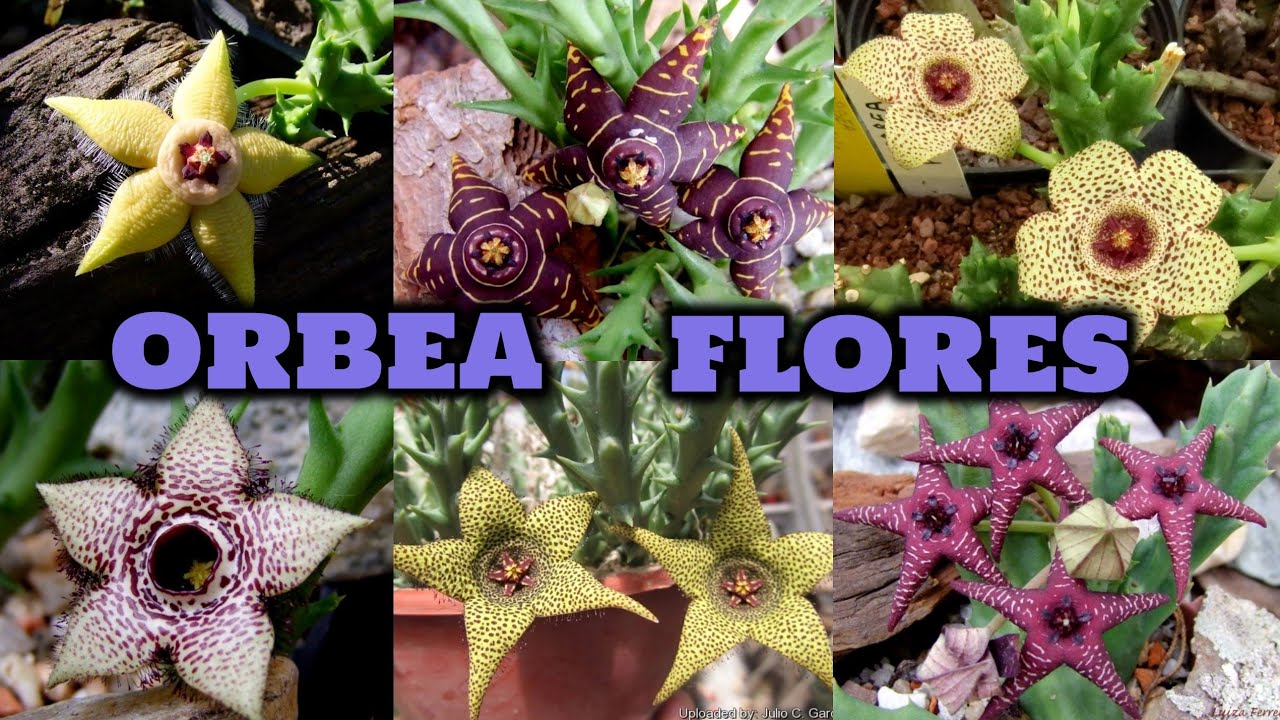 35 ESPÉCIES DE ORBEA COM FLORES PARA IDENTIFICAÇÃO