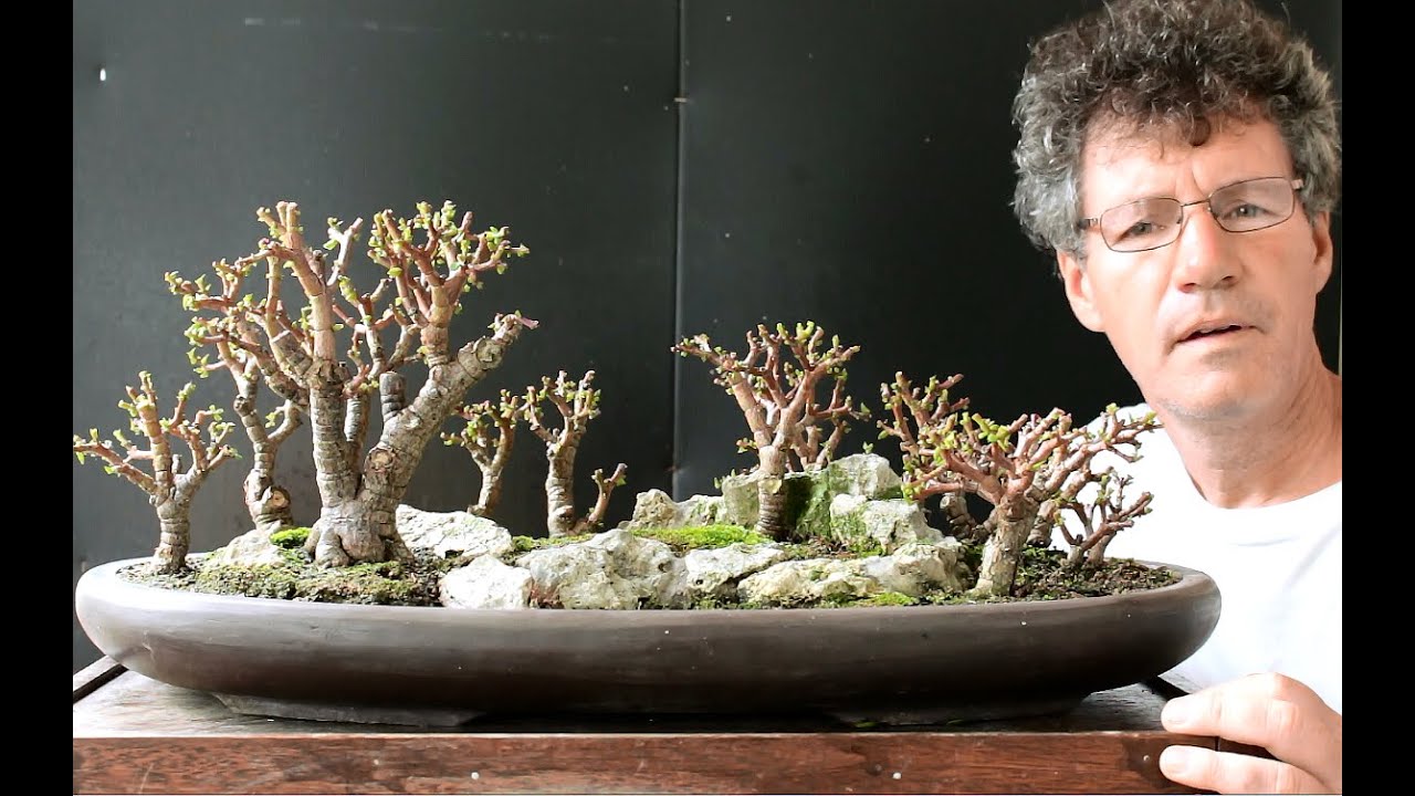 Baobab Style Bonsai Forest, Aug 2016