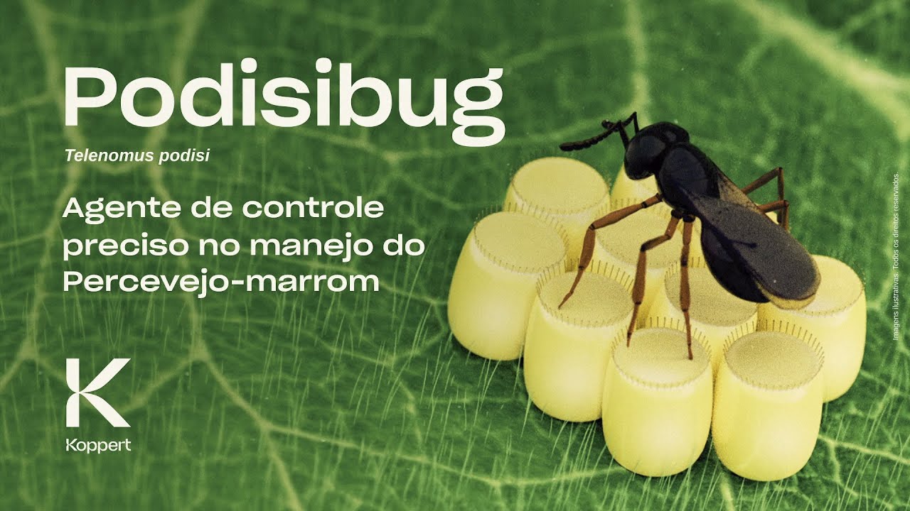 Podisibug (Telenomus podisi): Agente de controle preciso no manejo do Percevejo-marrom