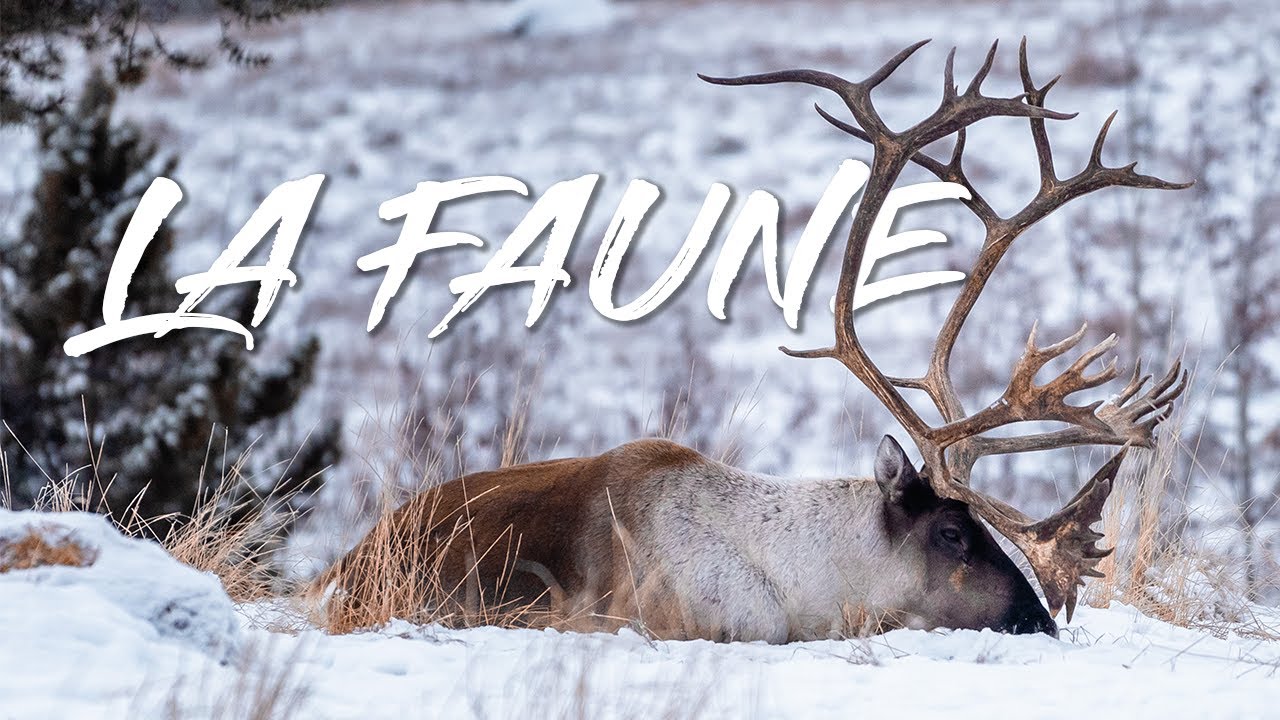 A la découverte des animaux du Nord (Yukon Wildlife Preserve)