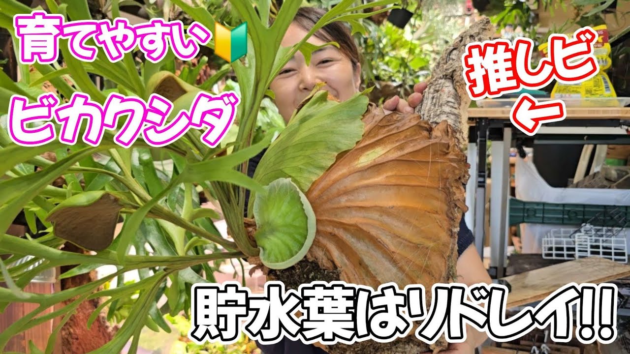 【推し活🔰】リドレイがまだ不安🥺このビカクシダがオススメです🌱