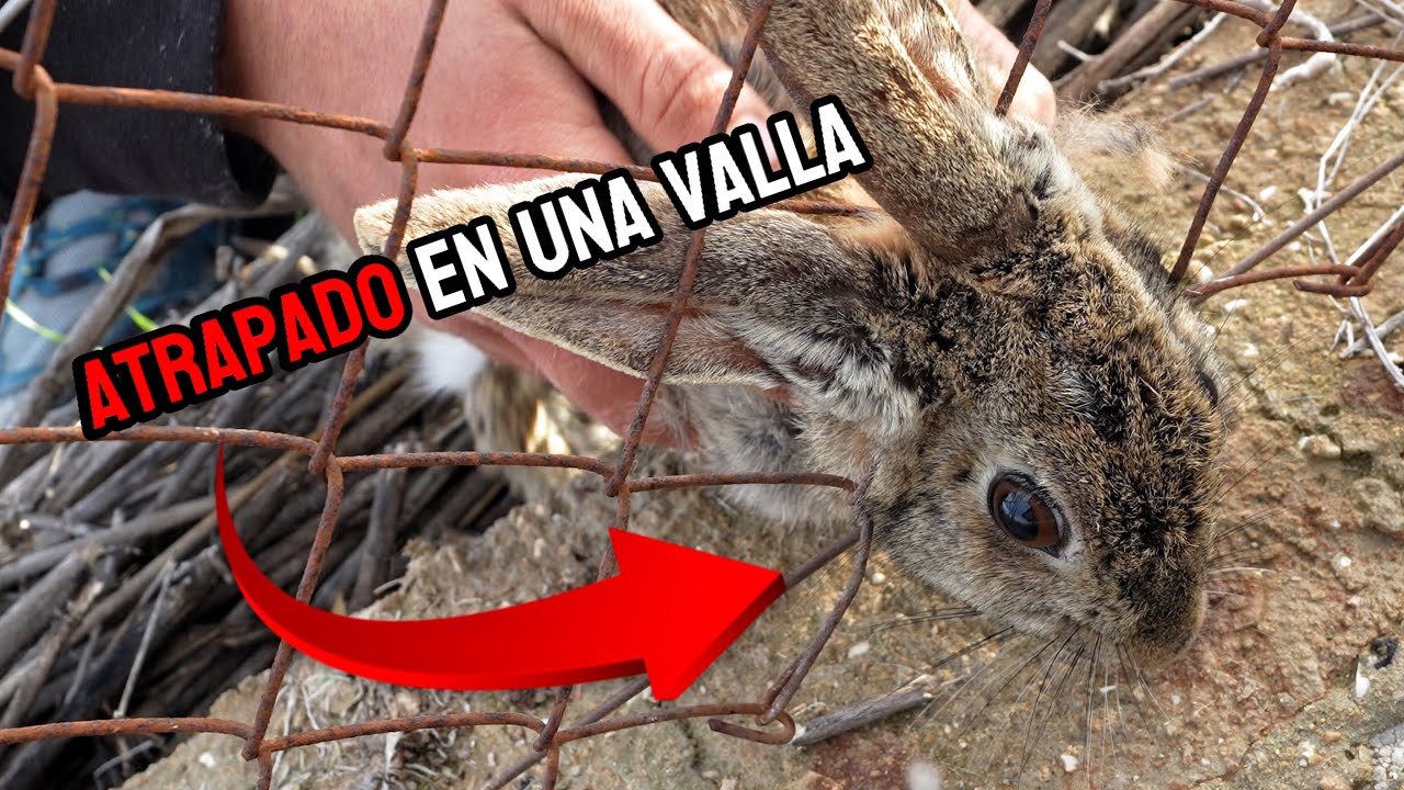 &iexcl;GRITABA de DESESPERACI&Oacute;N! As&iacute; Rescat&eacute; un Conejo al Borde de la Muerte