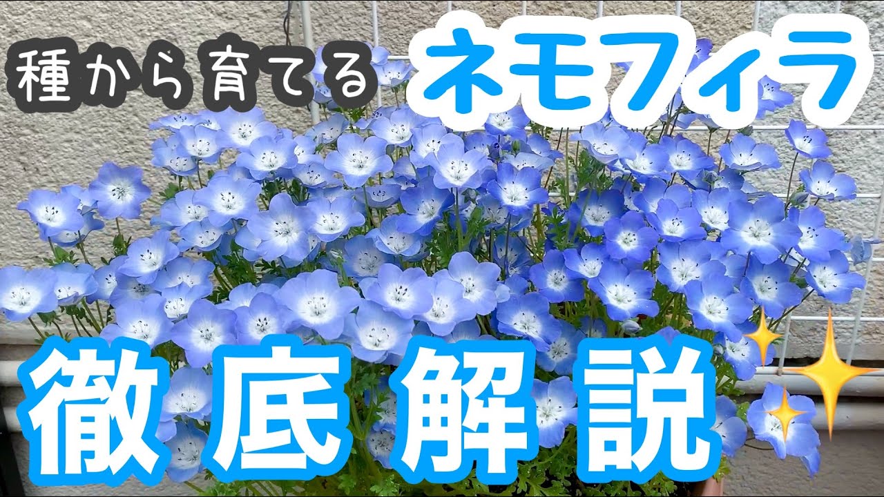 種から育てるネモフィラ✨【徹底解説】2023年