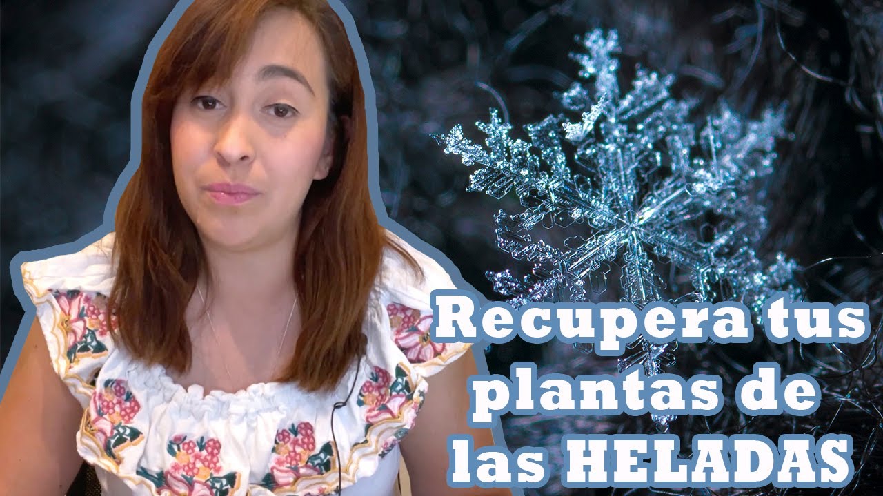 Recupera tus plantas de las HELADAS❄️