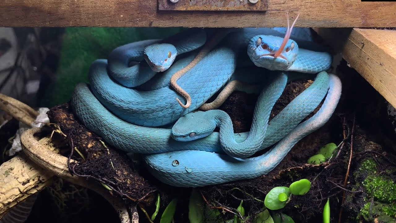 BLUE VIPERS and more!!!