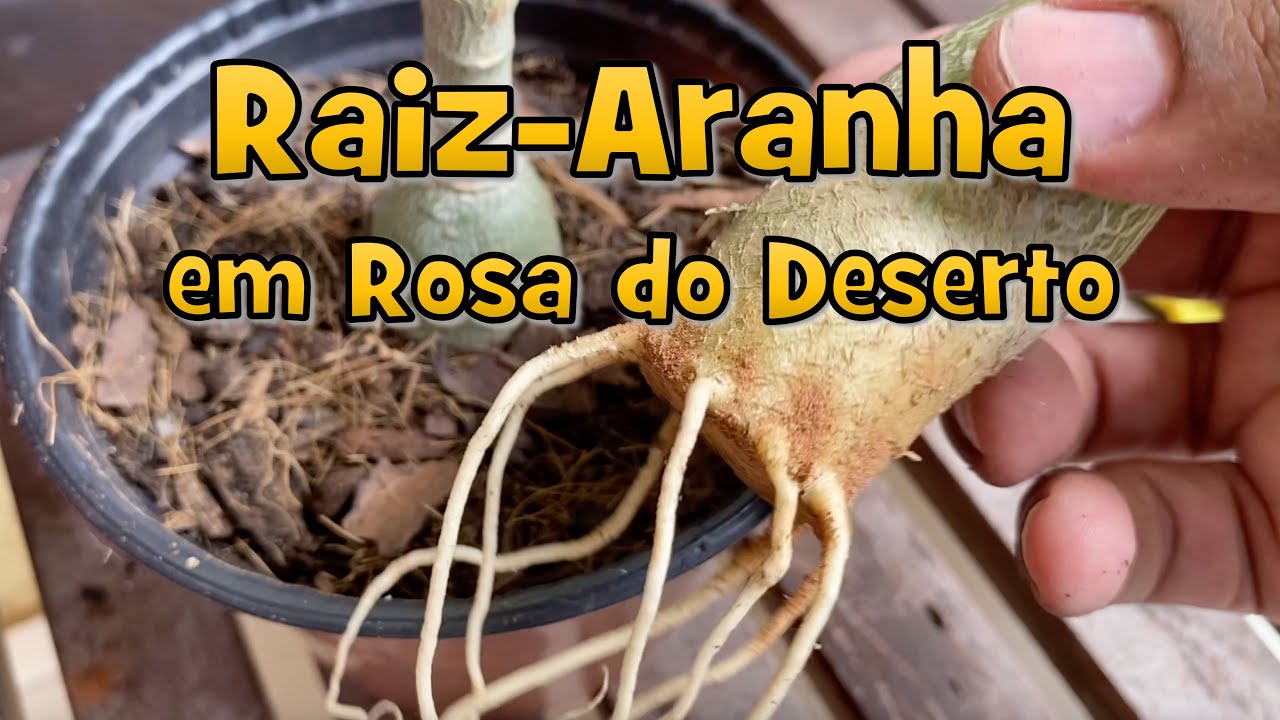 Raiz-Aranha em Rosas do Deserto: como fazer?