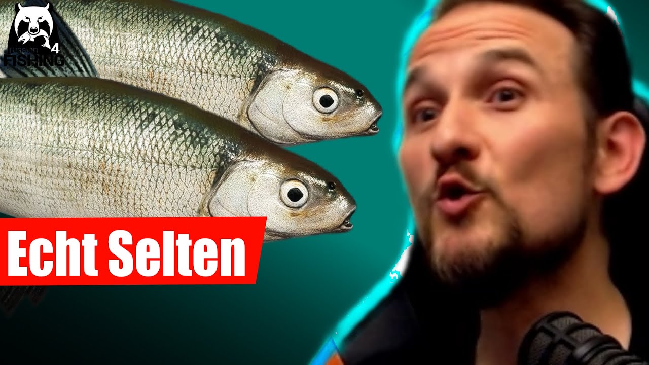Russian Fishing 4 - Kuori - Kuori-Felchen mit Pose, Neuer Spot