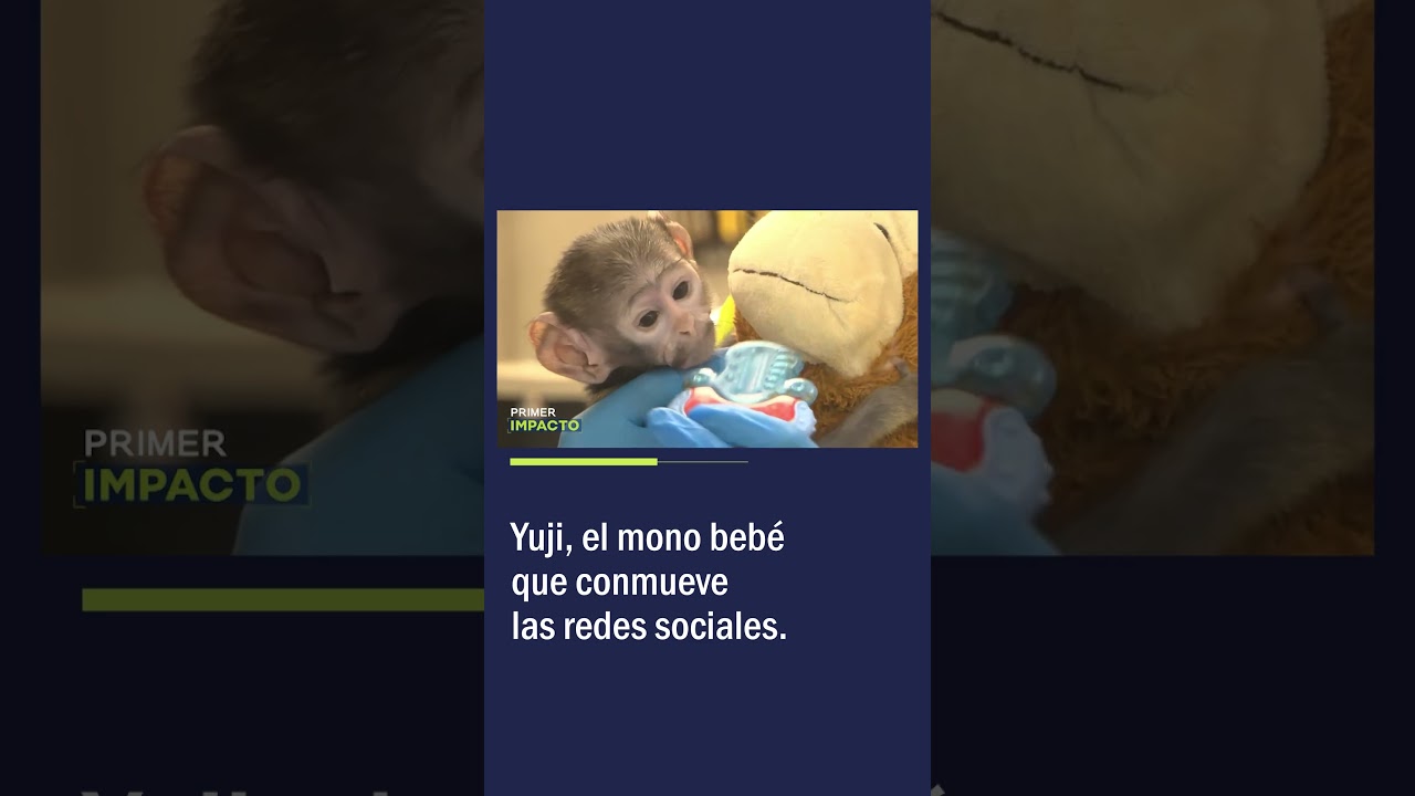 Yuji, el Mono Beb&eacute; que Conmueve las Redes Sociales