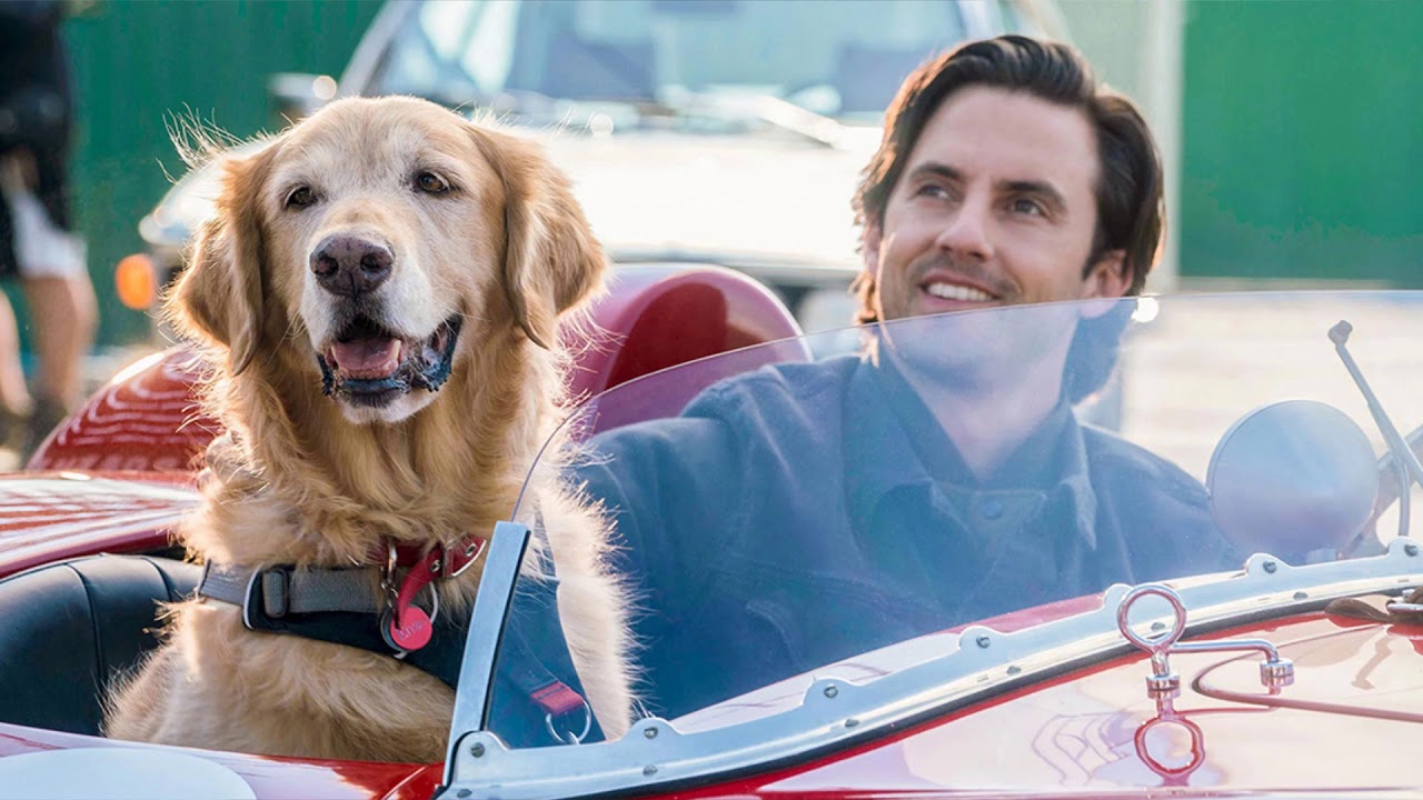 🔥😱¡¡La mejor película!!🐶❤ Mí amigo Enzo🏎. Opinión🤔🎬Trailer 9:39😱