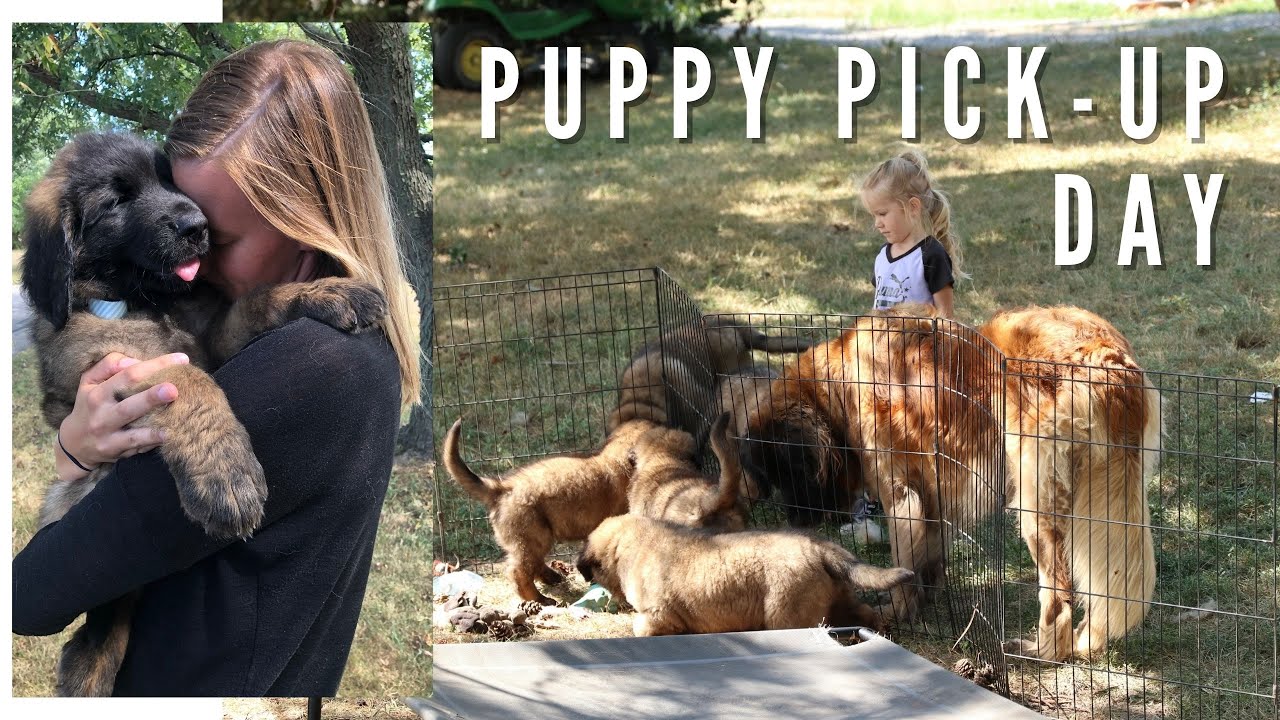 Leonberger Puppy | Picking up Puppy from Breeder
