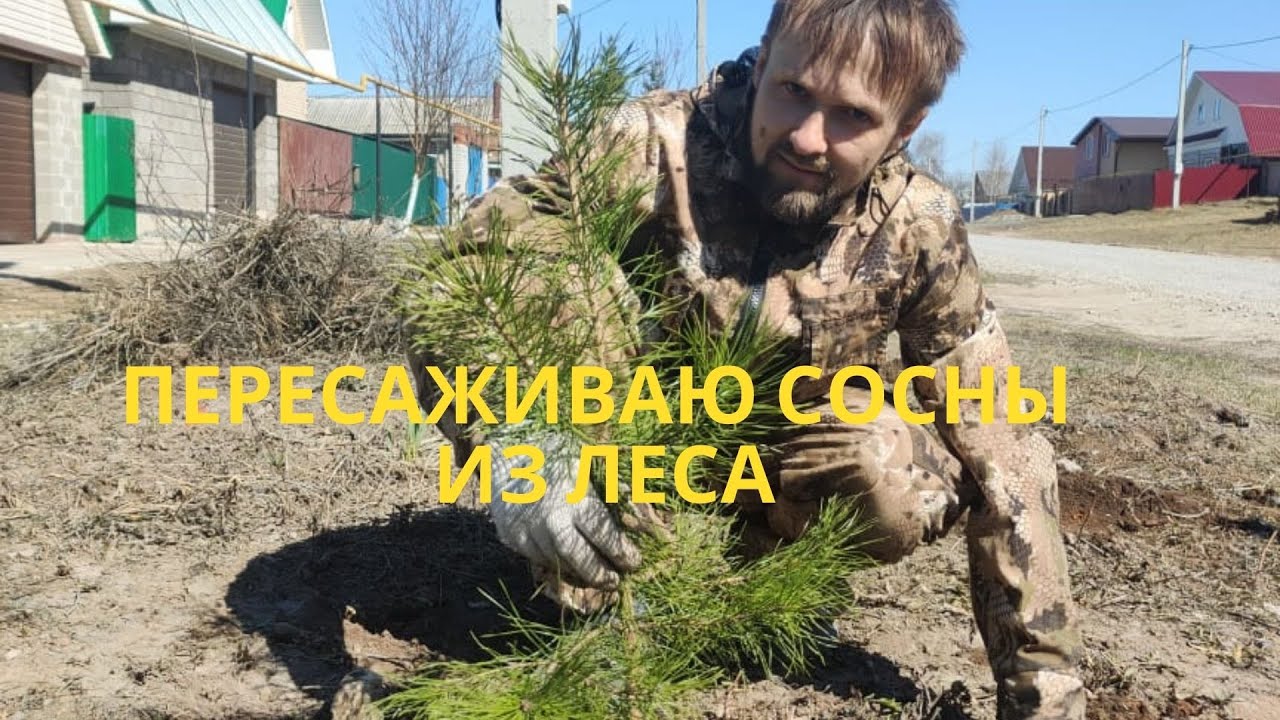Пересаживаю сосны из леса