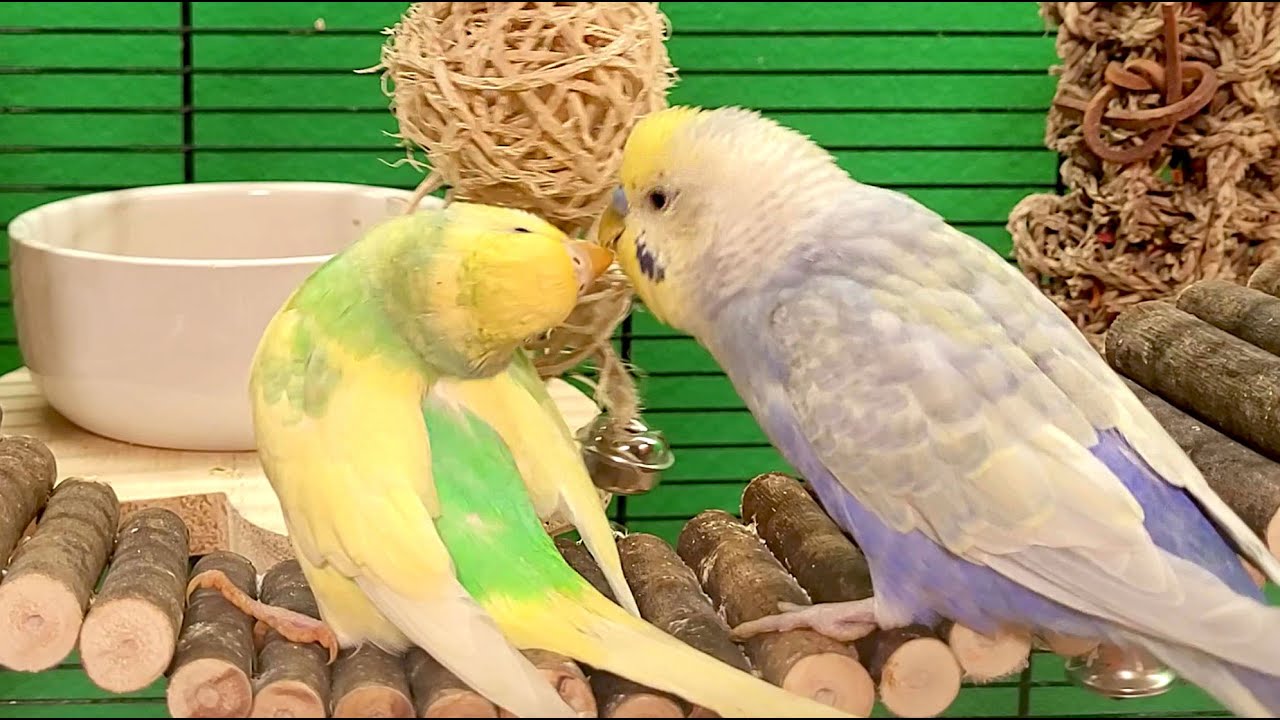 9 hours of relaxing budgie sounds