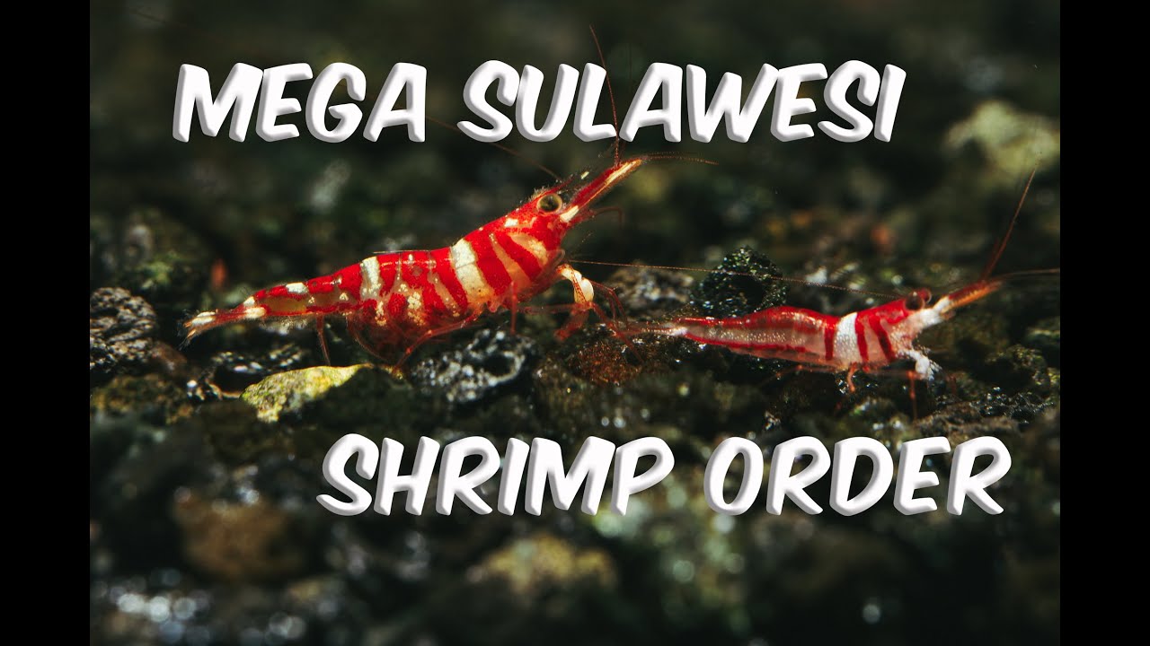 Mega Sulawesi Shrimp Shipment 400 Plus