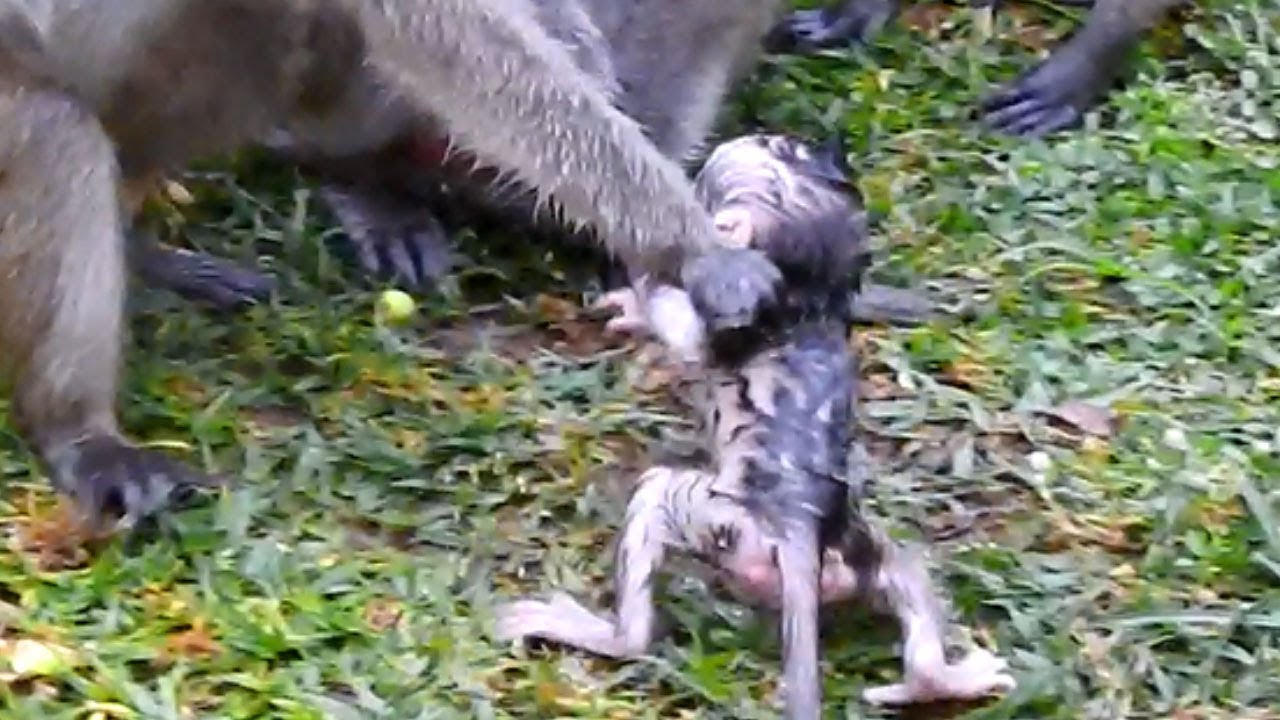 Amari Take Polly To Tear and Throw Into The Water |This Female Monkey Really Hate Baby