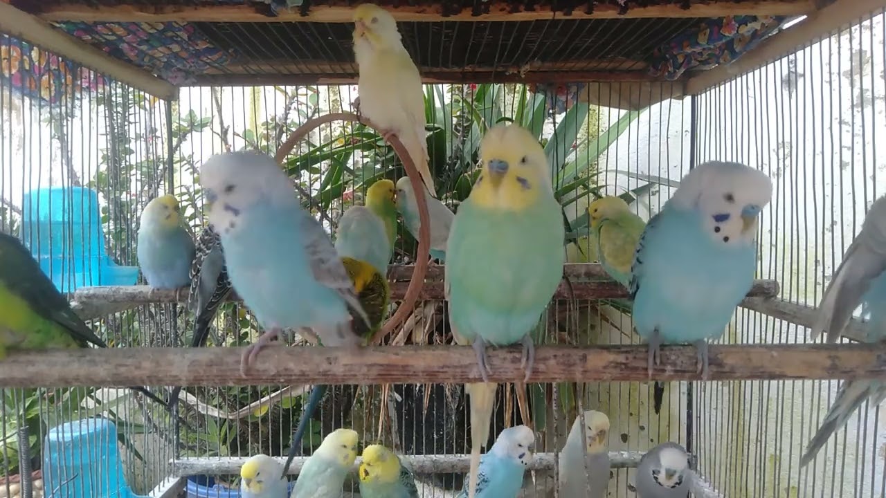Aesthetic Birds Perfect for Background Relaxation