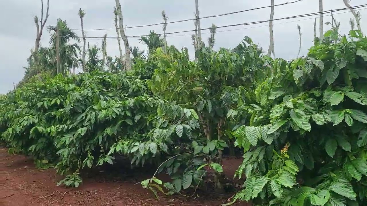 Bán 6 hả.cà phê sâu riêng siêu đẹp. Gan ql14a. Giá LH 0975 582 442. 